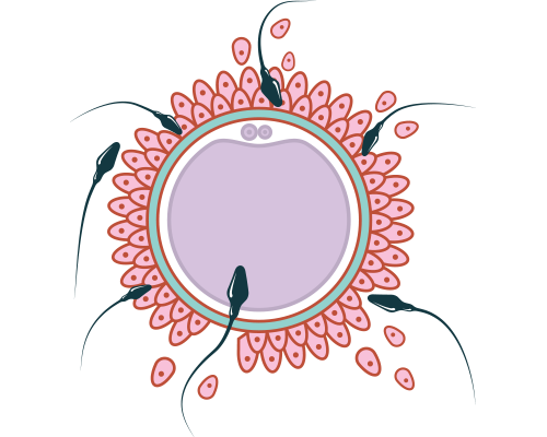 période d’ovulation